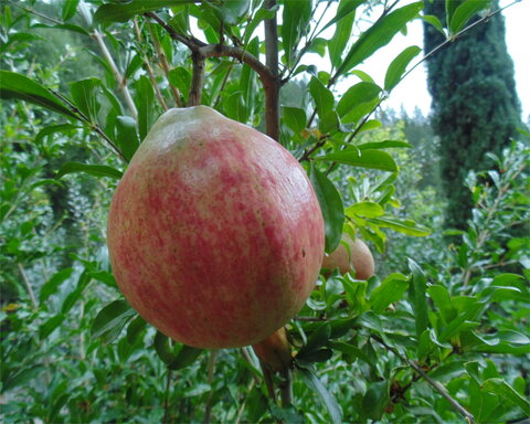 images/stories/virtuemart/product/alk pust ghermez saveh 